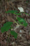 White milkweed